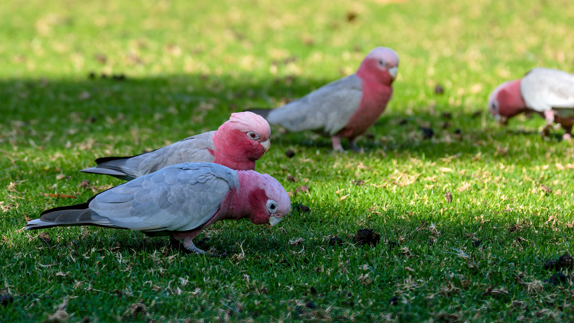 Yanchep National Park - Rosakakadu